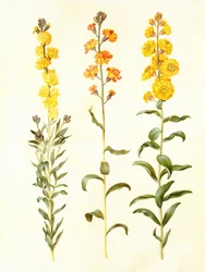 Cheiranthus cheirii, en: Gottorfer Codex